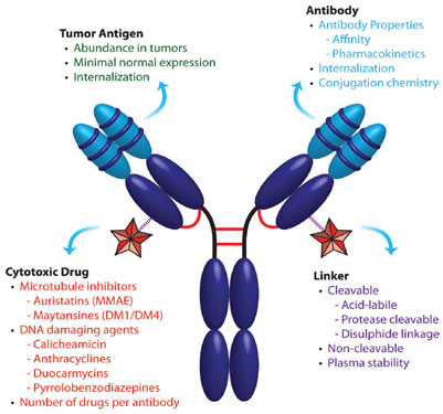 Product News | Panoramic Layout of ADC Drug Toxins and Linkers