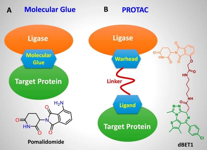 Product News | Molecular Glue vs PROTAC: Which is Better in Drug Design?