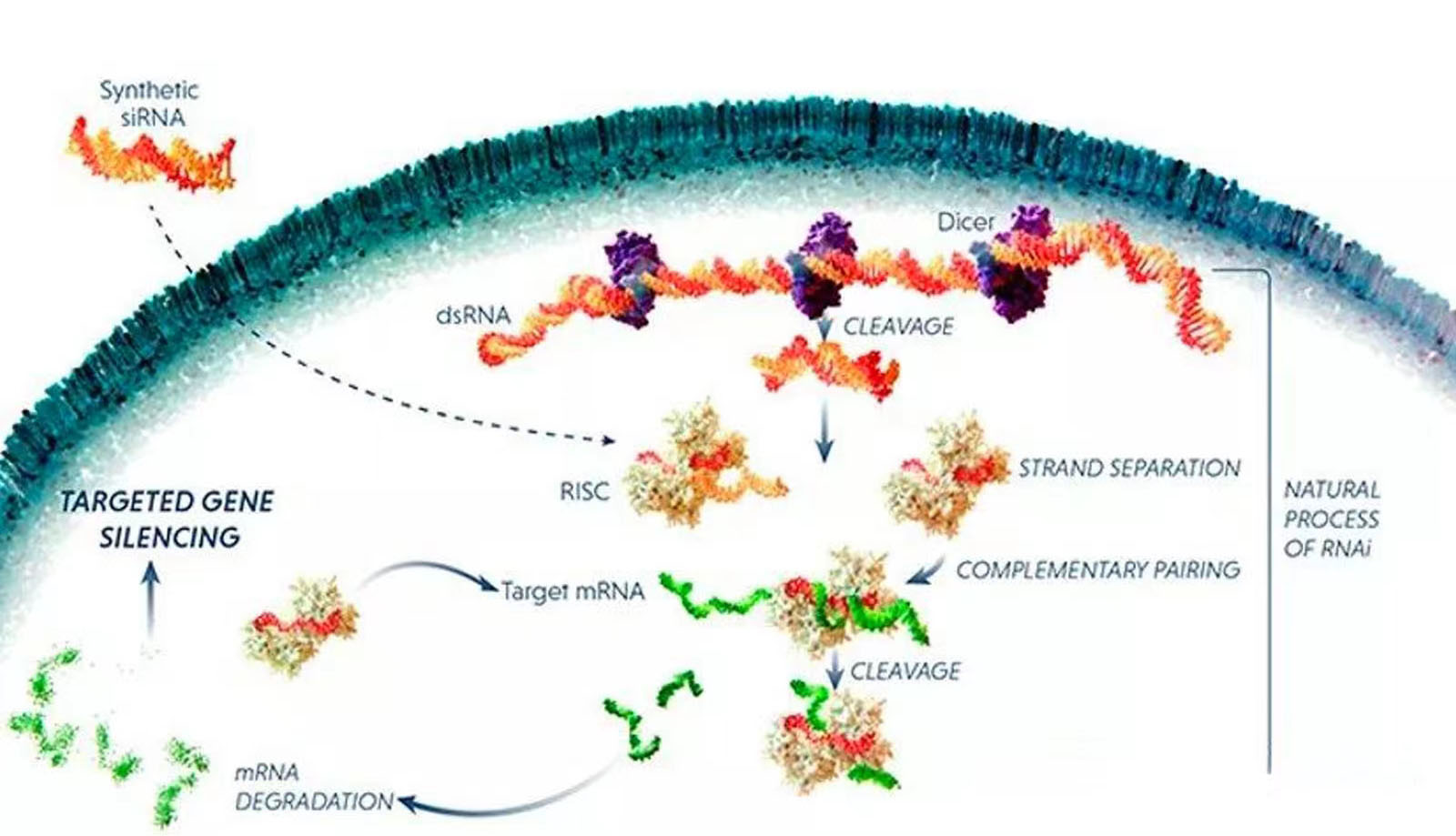 Product News | Leader in RNAi Therapeutics: Alnylam Pharmaceuticals